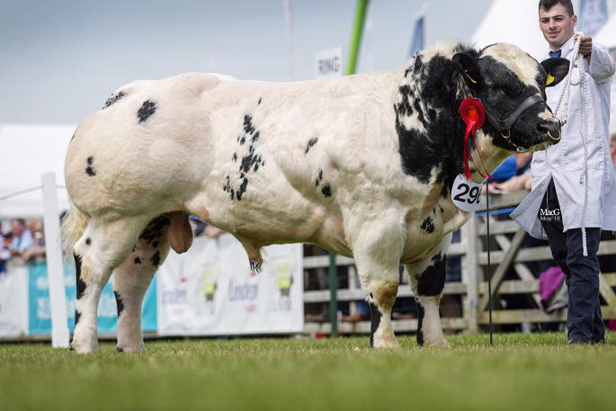 Champion - Castletrench Delia